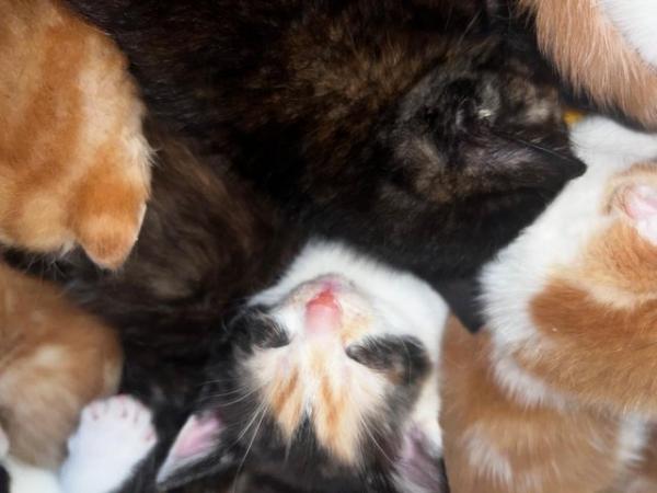 Image 17 of Absolutely beautiful, colourful litter of kittens!
