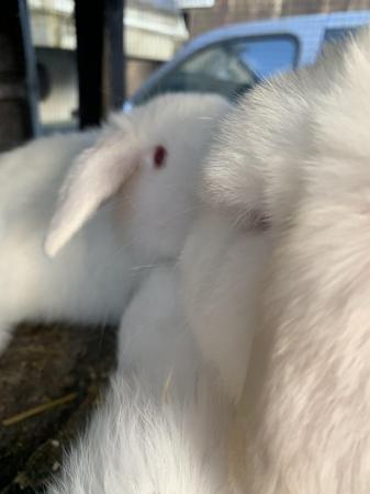 Image 3 of 8 Weeks Old White Dwarf Lop Rabbits