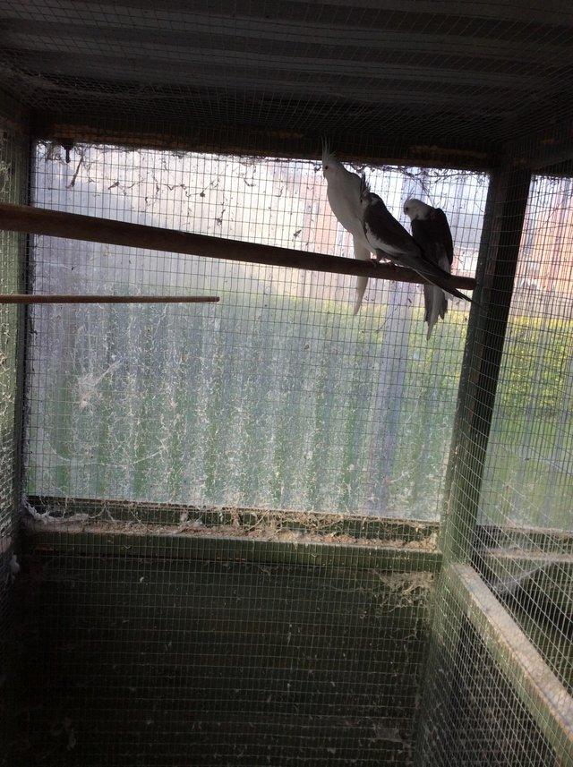 Preview of the first image of Breeding pairs & 1 year old cockatiels.