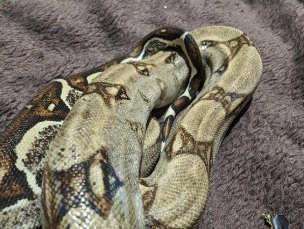 Image 5 of 100% Het. Kahl Albino Boa Constrictor Imperator Yearling