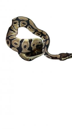 Image 5 of Royal/Ball Python collection for sale please see add