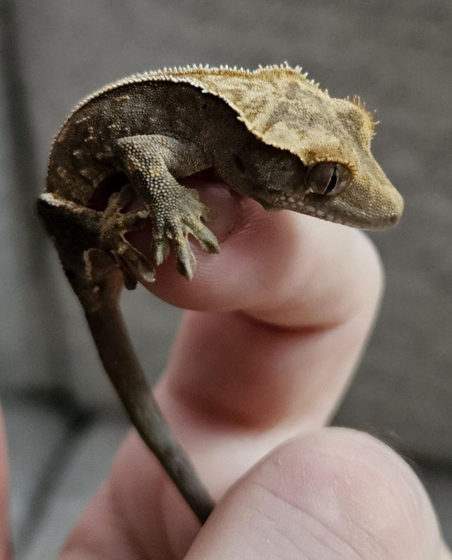 Preview of the first image of Hatchling crested gecko unsexed.