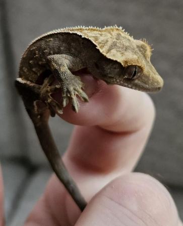 Image 1 of Hatchling crested gecko unsexed