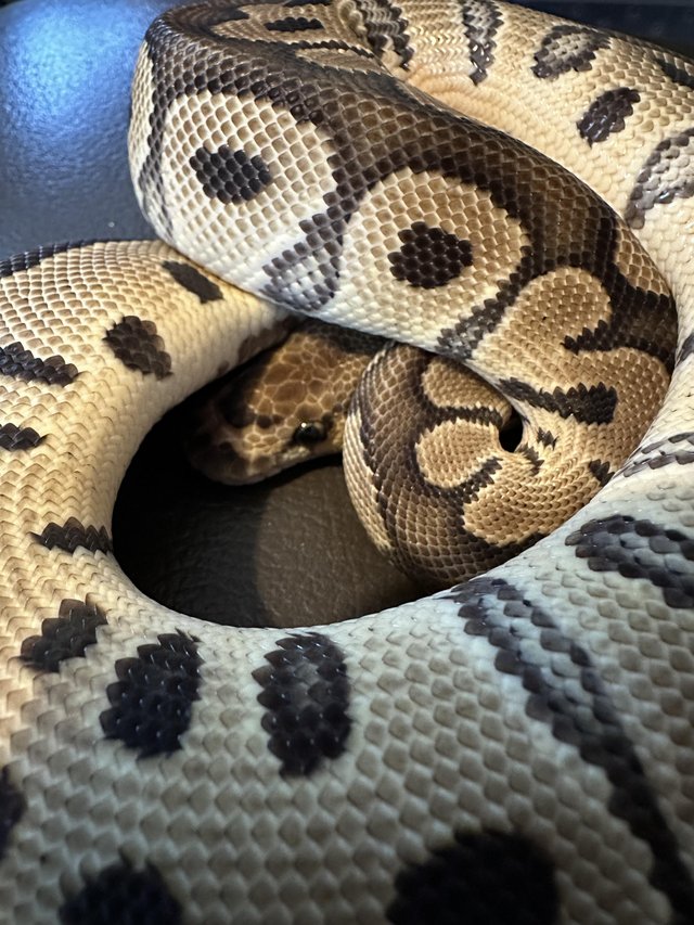 Preview of the first image of Available Royal/Ball Pythons.