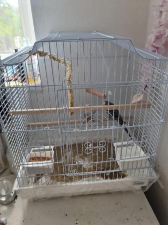Image 4 of 2 young budgies, all included £100