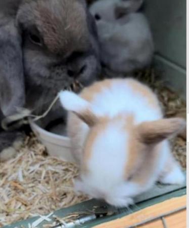 Image 8 of MINI LOP BUNNIES / 5 STAR HOMES ONLY