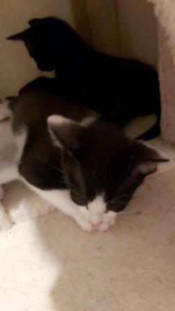 Stunning Oriental Kittens BLACK AND WHITE 3 BOYS for sale in Biggleswade, Bedfordshire - Image 29