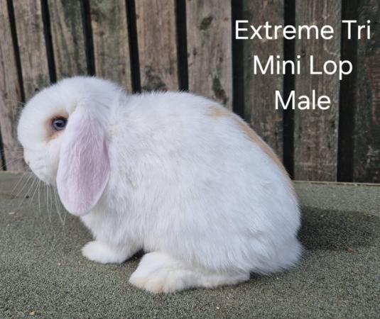 Image 9 of Young Adult Mini Lop Male