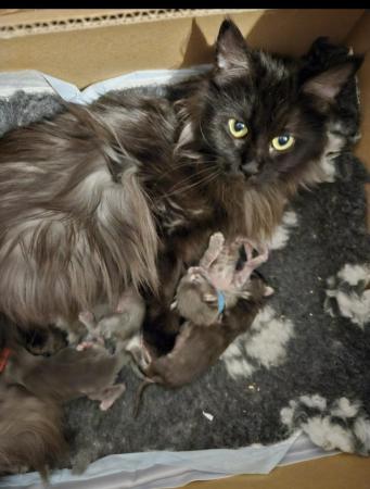 Image 12 of MAINE COON TICA REGISTERED KITTENS FOR SALE