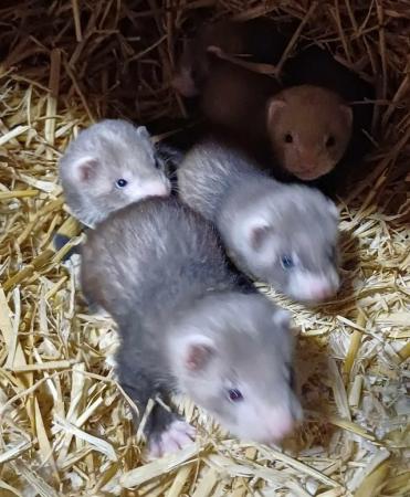 Image 6 of *Ready now,Baby Ferrets For Sale,Hobs and Jill's available*