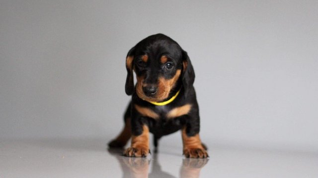 Image 20 of Strong and Healthy Dachshunds