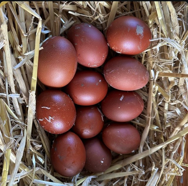 Preview of the first image of Quality dark Welsummer hatching eggs.