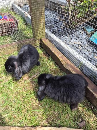 Image 5 of 8 week old Mini lops for  sale