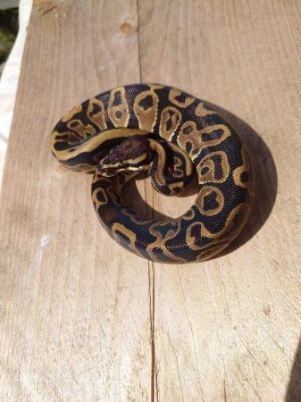 Image 2 of Need gone, open to offers ,21,22 ball pythons hatchlings RTG