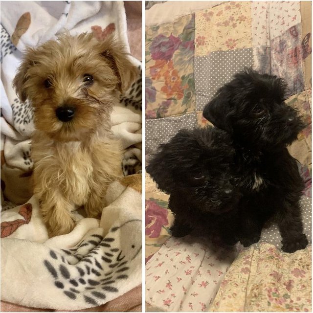 Poodle dachshund outlet mix for sale