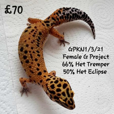 Image 3 of Leopard Geckos Available For New Homes