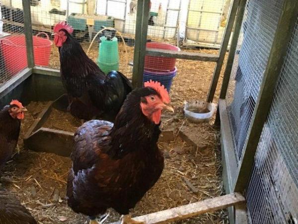 Image 12 of Pure breed hatching eggs Large fowl