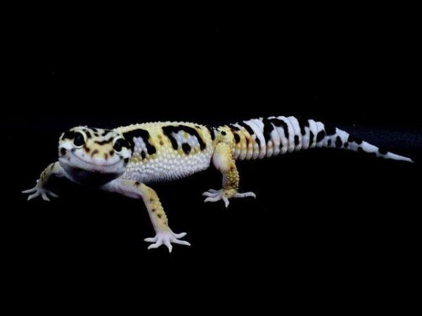 Image 4 of Leopard gecko (Bold bandit) (poss hets below) hatch 4/8/23