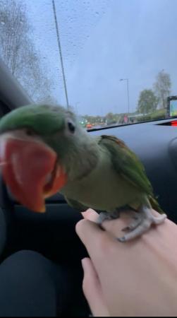 Image 1 of HAND REARED BABY ALEXANDRINE PARROT 10 WEEKS OLD