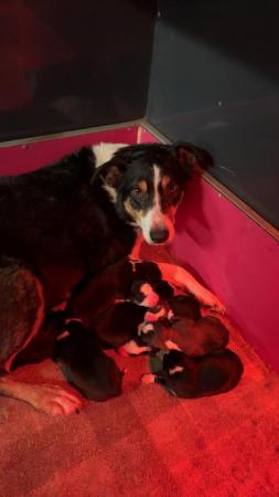 Image 1 of Border collie puppies :)