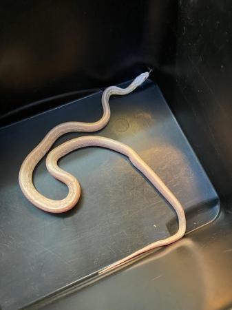 Image 1 of Snow tessera corn snake Male £75