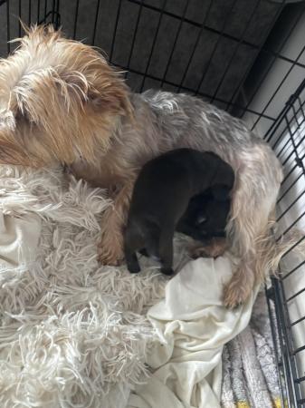 Image 4 of Chorkie puppy's boy and girl