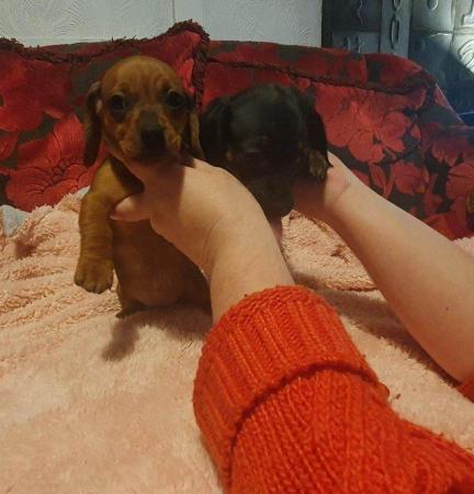 Image 5 of Miniature Dachshund for sale to loving home