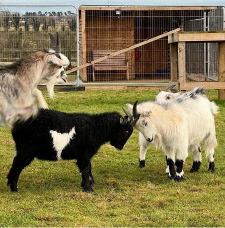 Image 1 of Pygmy Goat Wethers Available Now