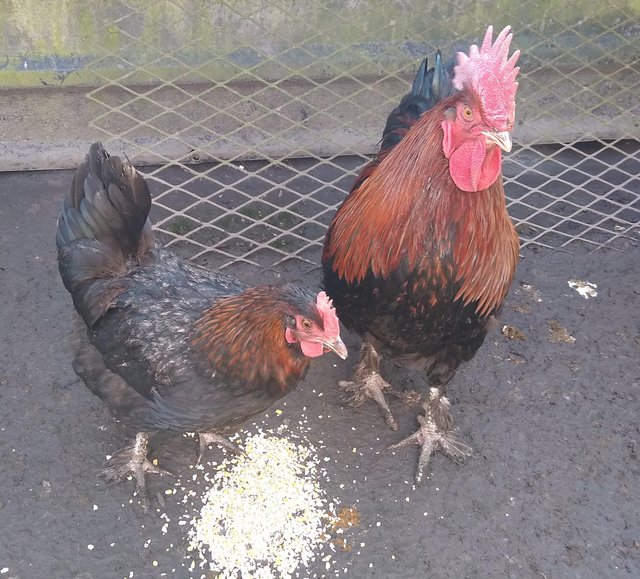 Preview of the first image of Large Breed Copper Black French Maran eggs.