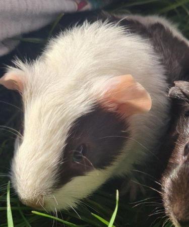 Image 5 of Mr Guinea Pig looking for a home