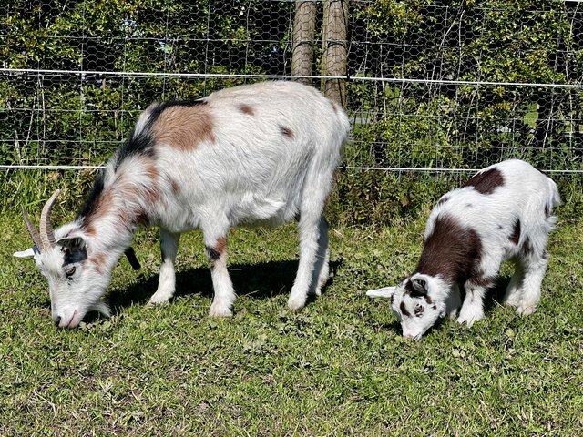 Preview of the first image of Registered Female Dwarf Dairy Goat Kid like Nigerian Dwarf.