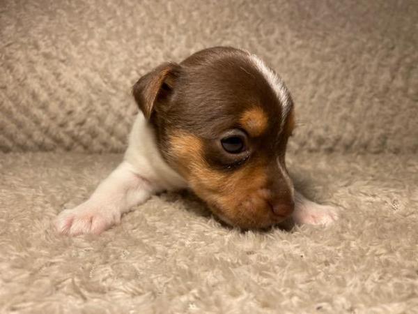Miniature Jack Russells Puppies for sale in Ashorne, Warwickshire - Image 9