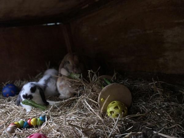 Image 14 of Friendly Pure Bred Baby Mini Lop Rabbits
