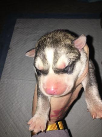 Image 3 of Gorgeous Siberian husky puppies for sale!