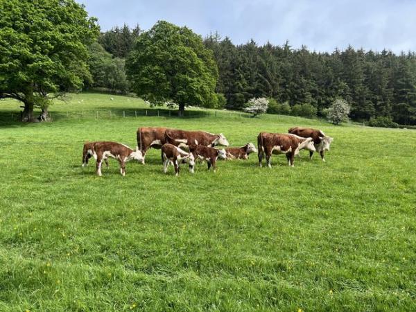 Image 1 of Herefords with calves at foot