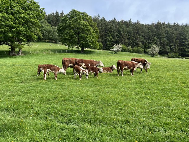 Preview of the first image of Herefords with calves at foot.
