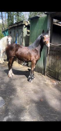 Image 1 of Welsh cob cross yearling to make 15hh plus