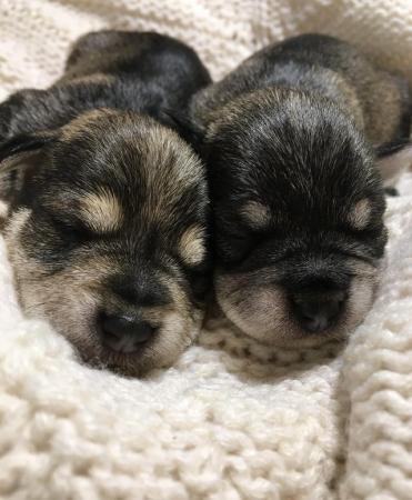 Image 3 of KC Pups DNA Health tested Miniature Schnauzers