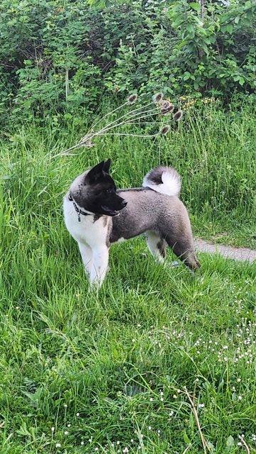 Beautiful Akita Female 9 Months