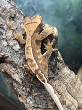 Image 3 of Unsexed juvenile crested gecko