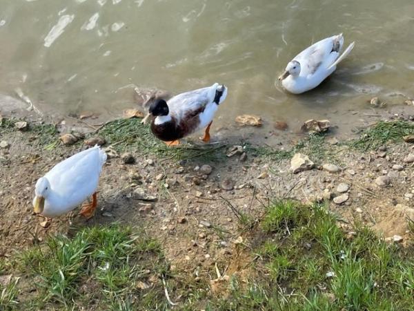 Image 2 of Call Ducks For Sale 3 x Friendly Drakes