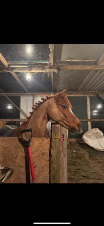 Image 4 of Cheval Miss Money Penny 13.1hh