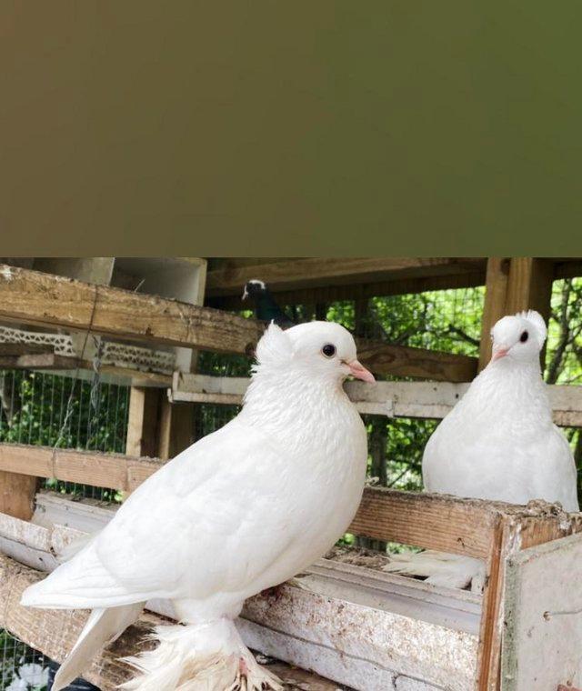 Preview of the first image of SIBERIAN TUMBLER HEN PIGEON WHITE.