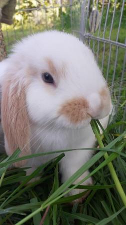 Image 1 of Beautiful, Well handled, Baby Mini Lop Rabbit