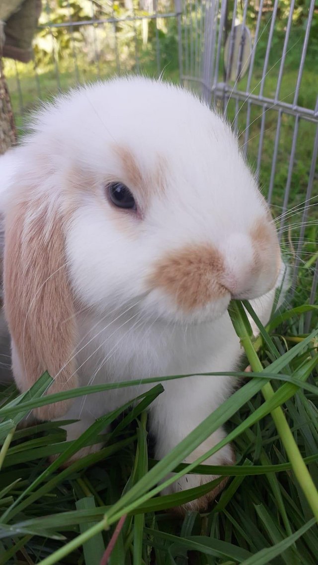 Preview of the first image of Beautiful, Well handled, Baby Mini Lop Rabbit.