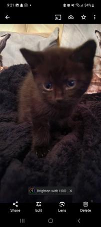 Image 3 of 4 black kittens for sale, Buckinghamshire area, High Wycombe