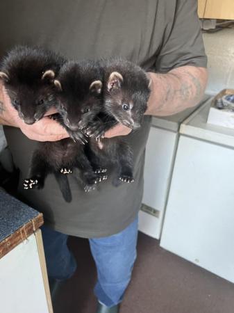 Image 2 of 9 weeks old Black Ferrets