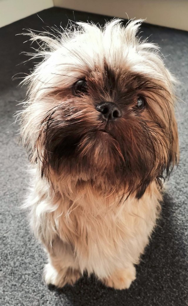 Preview of the first image of Lovely full breed Shih Tzu girl for sale.