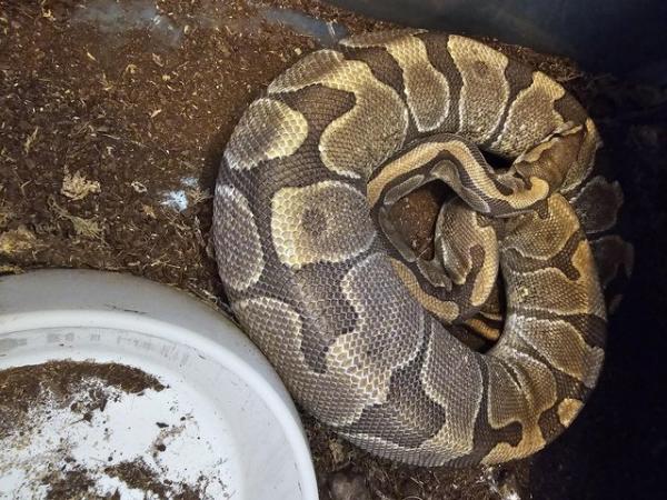 Image 4 of Various Royal pythons for sale