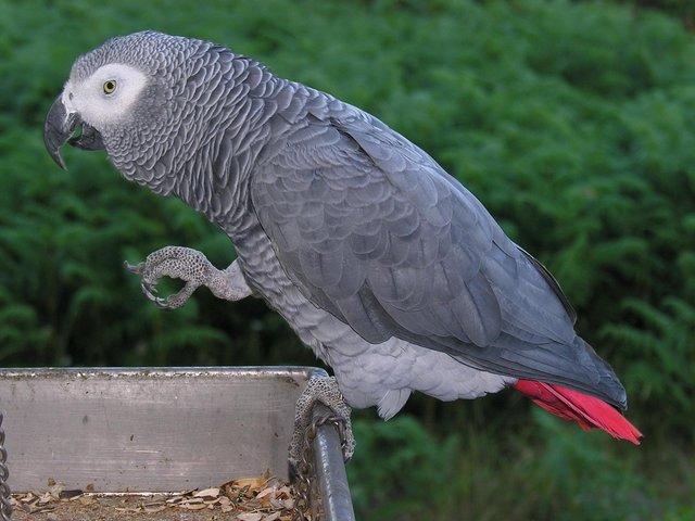 Preview of the first image of Wanted AF grey parrot to join our family.